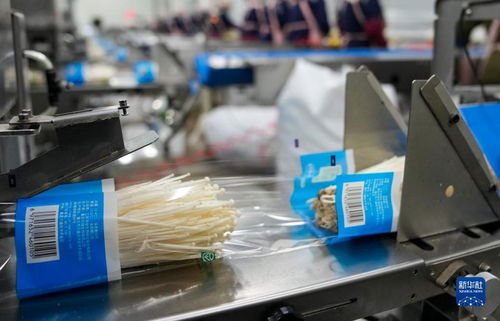 村里的金針菇 智能造——信息咨詢服務賦能現代農業新圖景